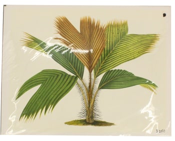 Jean Linden (1817-1898) Belgian, Archival Print