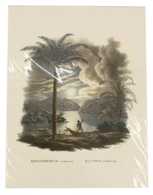 Carl Martius (1794-1868) German, Archival Print