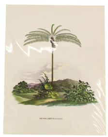 Carl Martius (1794-1868) German, Archival Print