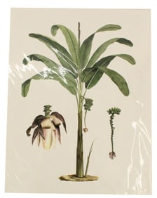 James Bruce (1730-1794) Scottish, Archival Print