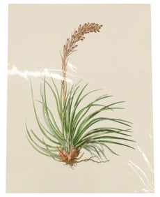 Wenzel Liepoldt (1841-1901) Austrian, Archival Pr