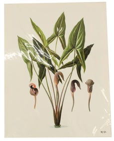 Archival Print Of Plant