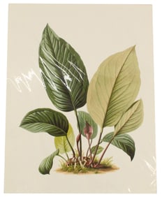 Heinrich Schott (1794-1865) Austrian, Archival Pr