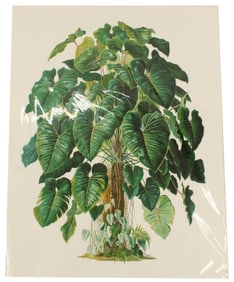 Archival Print of Tropical Plant