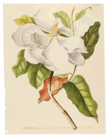 Rand Holt Chelf Archival Print