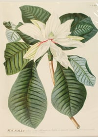 Archival Print Of Flower