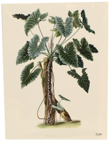 Heinrich Schott (1794-1865) Austrian, Archival Pr