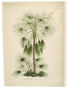 Ferdinand Bauer (1760-1826) Austrian, Archival Pr