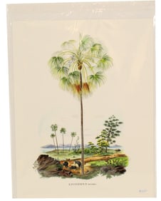 Ferdinand Bauer (1760-1826) Austrian, Archival Pr