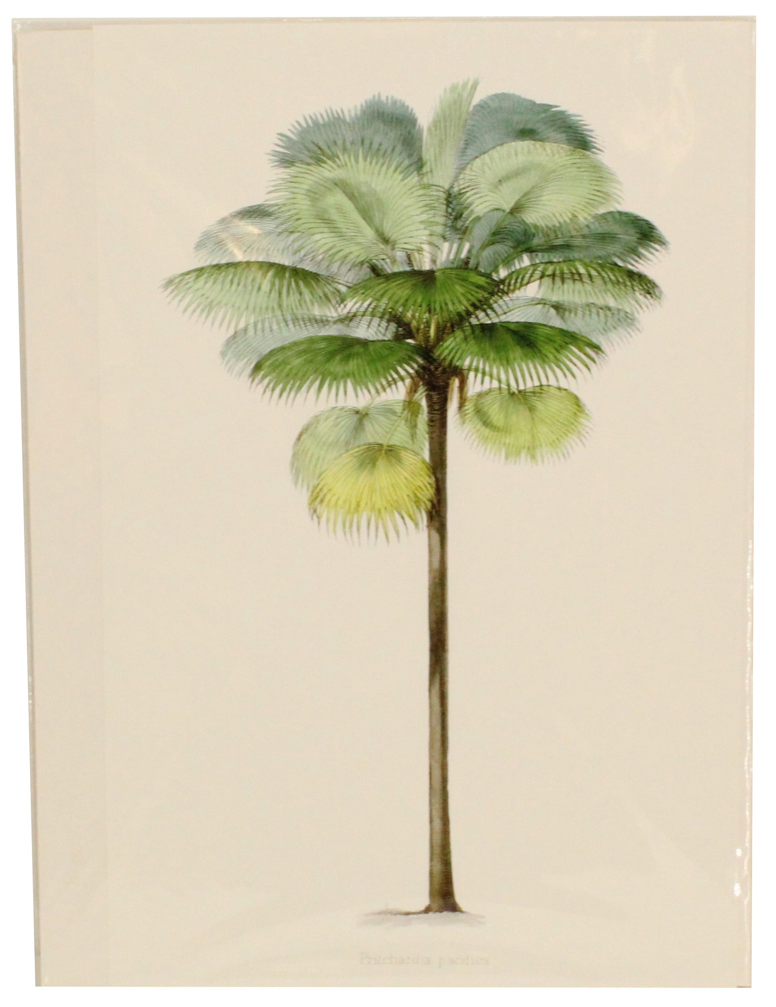 Horto van Houtteano (19th C) Belgian, Archival Pr: Horto van Houtteano (19th C) Belgian, Archival Pr. Depicts a Pritchardia pacifica. Pritchardia pacifica, the Fiji fan palm, or piu, is a species of palm tree in the genus Pritchardia that is native to