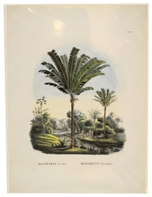 Carl Martius (1794-1868) German, Archival Print