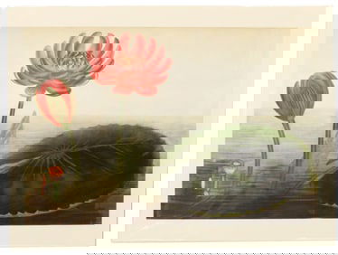 Archival Print Of Flower