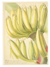 Georg Dionysius Ehret (1708-1770) German, Print