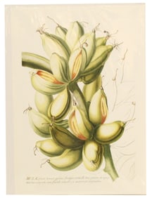 Georg Dionysius Ehret (1708-1770) German, Print