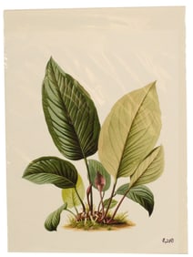 Heinrich Schott (1794-1865) Austrian, Archival Pr