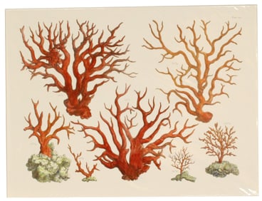 Albertus Seba (1665-1736) Dutch, Archival Print