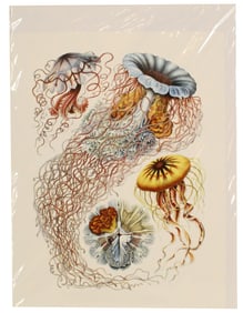 Ernst Haeckel (1834-1919) German, Archival Print
