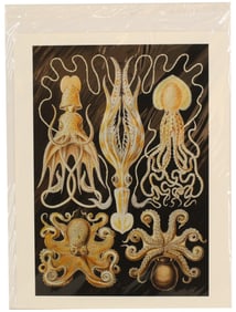 Ernst Haeckel (1834-1919) German, Archival Print