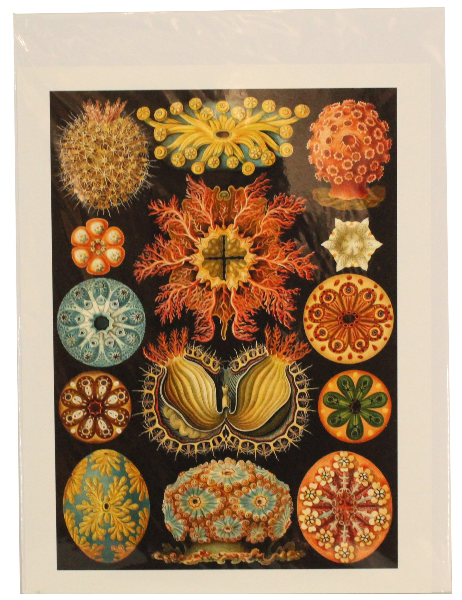 Ernst Haeckel (1834-1919) German, Archival Print: Ernst Haeckel (1834-1919) German, Archival Print. Depicts different ascidians. Ascidiacea, commonly known as the ascidians or sea squirts, is a paraphyletic class in the subphylum Tunicata of sac-like