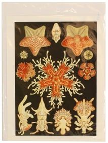 Ernst Haeckel (1834-1919) German, Archival Print