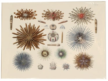 Archival Print Of Sea Creatures