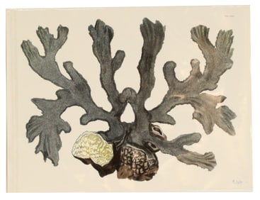 Albertus Seba (1665-1736) Dutch, Archival Print