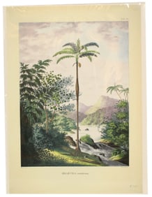 Carl Martius (1794-1868) German, Archival Print