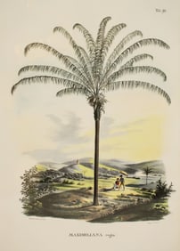 Carl Martius (1794-1868) German, Archival Print