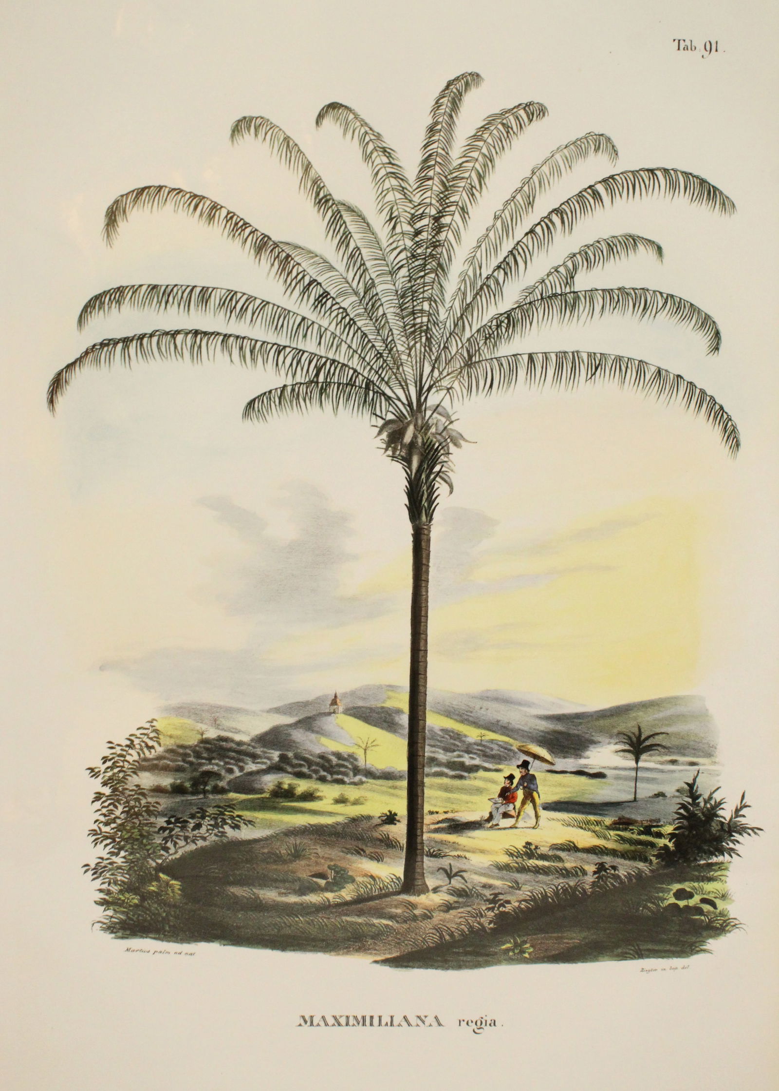 Carl Martius (1794-1868) German, Archival Print (1 of 5)