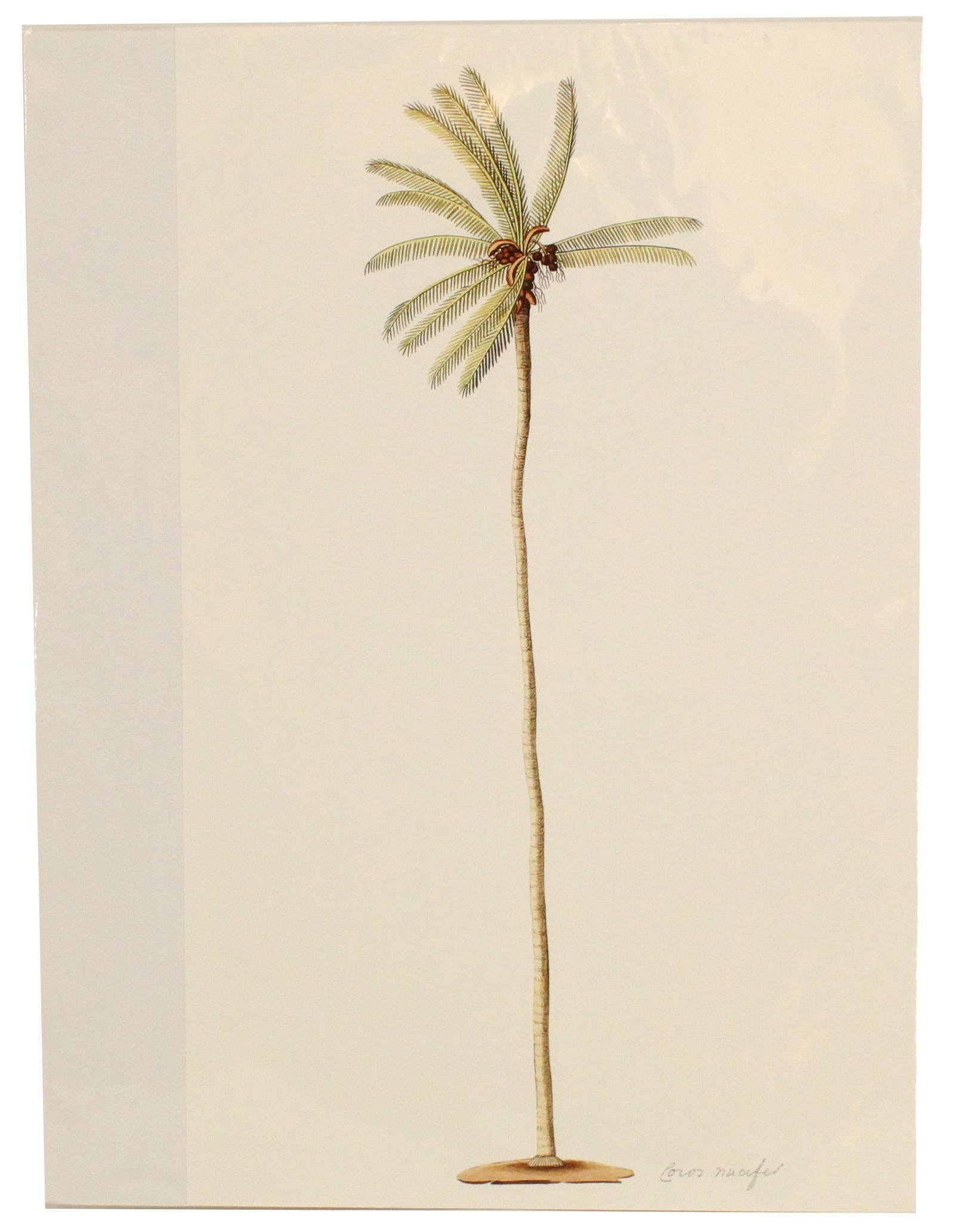 Archival Print Of Tree (1 of 4)