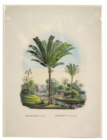 Carl Martius (1794-1868) German, Archival Print