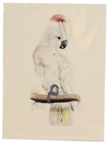 Archival Print of Cockatoo