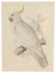 Archival Print of Cockatoo
