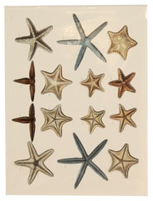 Archival Print of Starfish