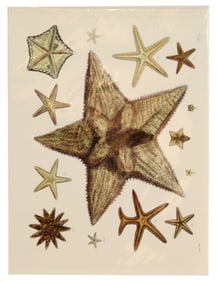 Archival Print of Starfish