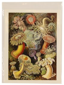 Archival Print of Sea Anemones