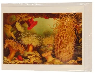 Archival Print of Sea Anemones