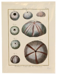 Archival Print of Sea Urchins