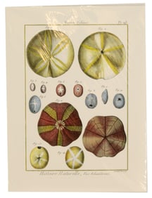 Archival Print of Sea Urchins