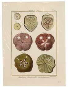 Archival Print of Sand Dollars
