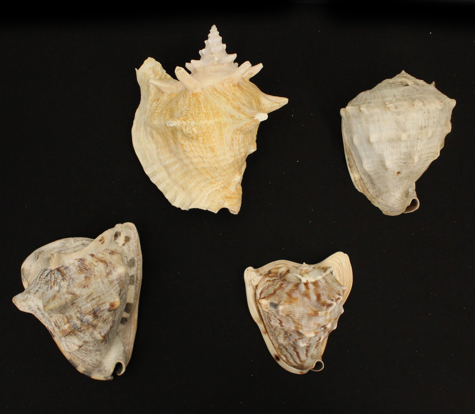 4 Sea Shells (1 of 17)