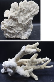Two Different Tall Coral Specimens