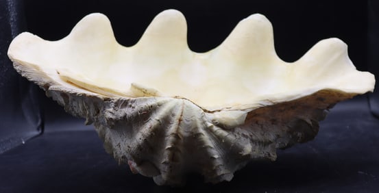 Tridacna Ruffled Fluted Clamshell Specimen