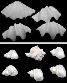 4 Large Clamshells and 6 Smaller Seashells