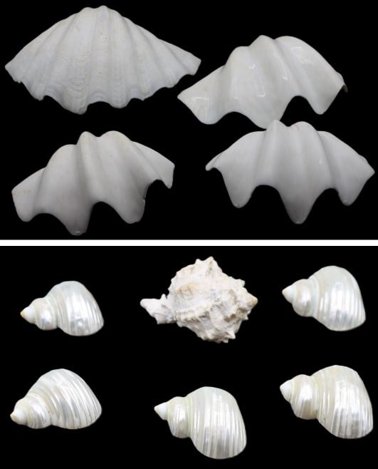 4 Large Clamshells and 6 Smaller Seashells (1 of 20)