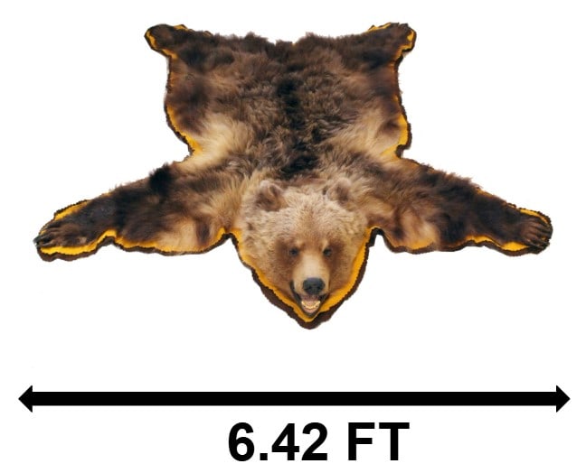 Taxidermied Black Bear Rug with Head (1 of 18)