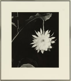 Douglas Dalton (20th Century) American, Black and White Photograph Print "Hylocereus Undatus"