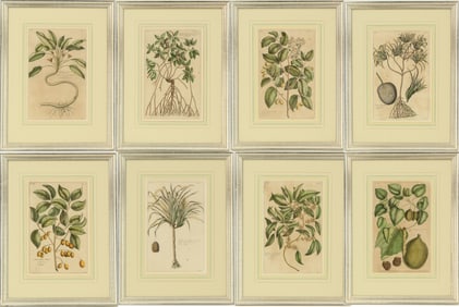 Pierre-Joseph Buc'hoz (1731-1807) French, Set of (8) Botanical Prints