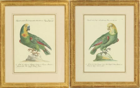 (2) Saverio Manetti (1731–1795) Italian, Parrot Engravings