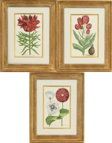 (3) Johann Theodor de Bry (1561–1623) Belgian, Copper Plate Botanical Engravings